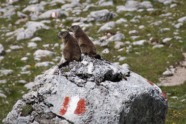 Fauna nelle Dolomiti