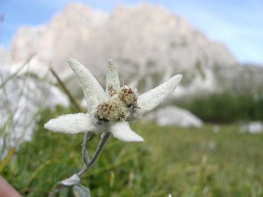 Stella Alpina