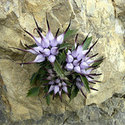 merano fiori su roccia